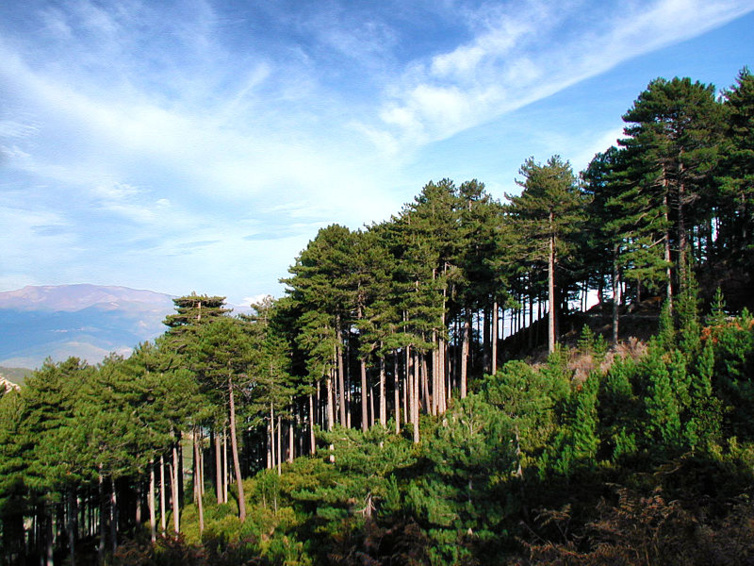 La gestion des forêts