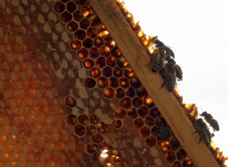 Apiculture