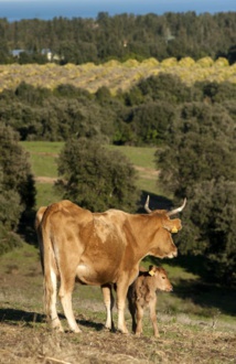 Filière bovine