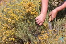 La Corse terre de labels La Corse terre de labels