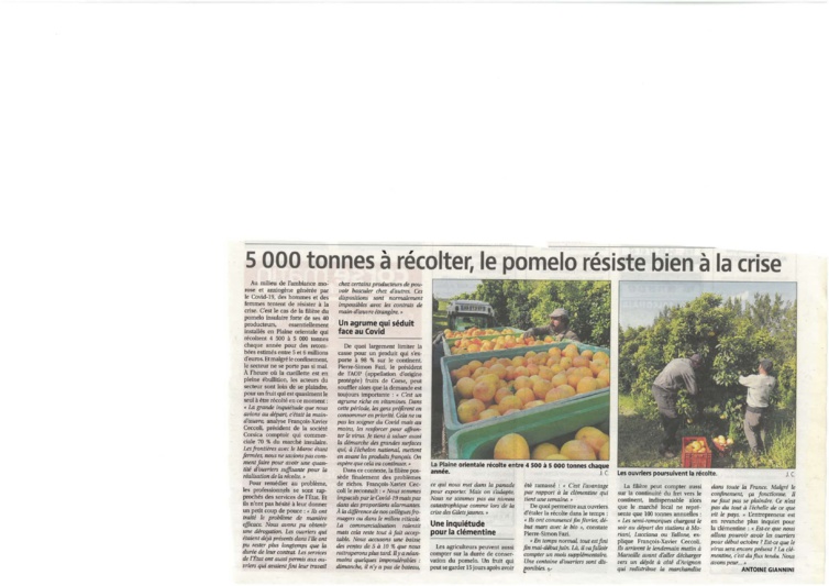 Covid-19 : Le pomelo corse résiste à la crise Covid-19 : Le pomelo corse résiste à la crise