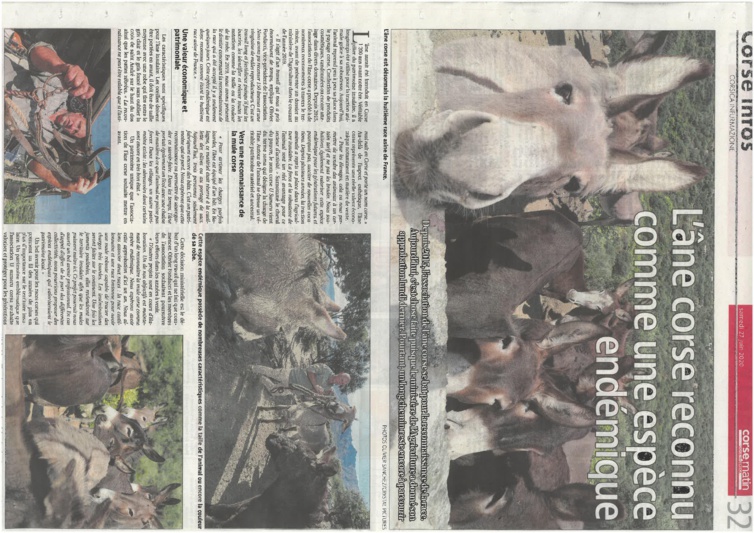 U sumere corsu, una razza avà ricunnisciuta U sumere corsu, una razza avà ricunnisciuta