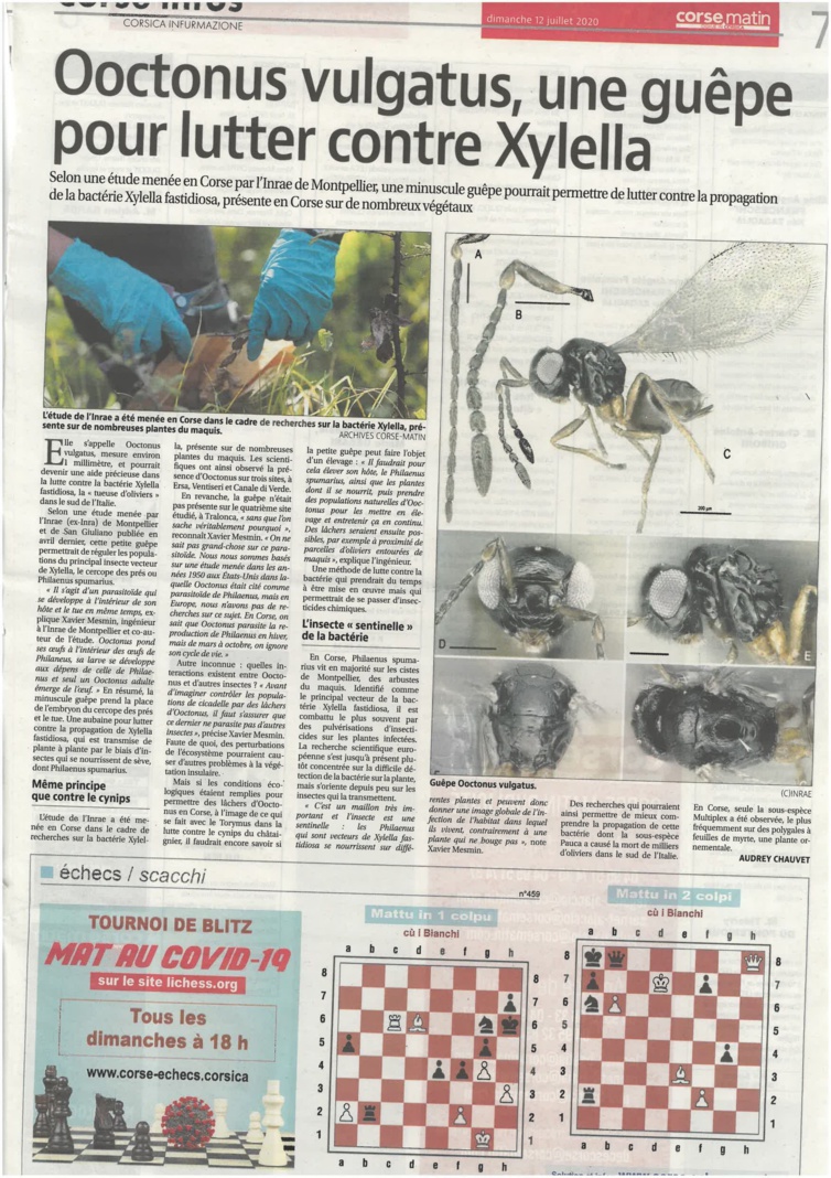 Ooctonus Vulgatus, une autre solution pour combattre la Xylella ! Ooctonus Vulgatus, une autre solution pour combattre la Xylella !