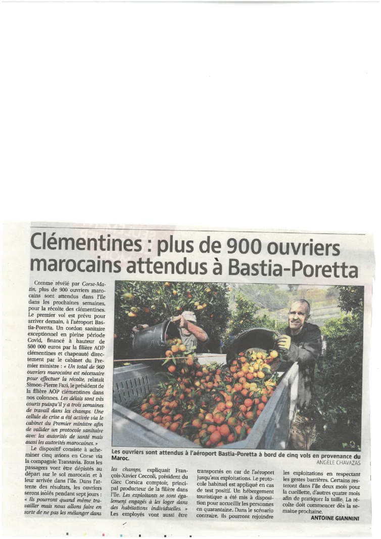 Clémentines : 900 ouvriers marocains attendus pour la récolte Clémentines : 900 ouvriers marocains attendus pour la récolte