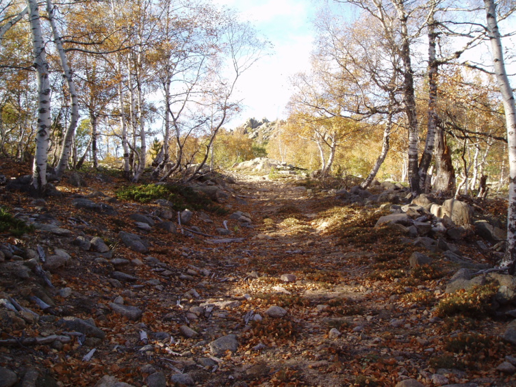 La Forêt Corse, quel Avenir ?