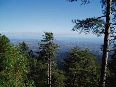 Les AAP en cours forêt-bois