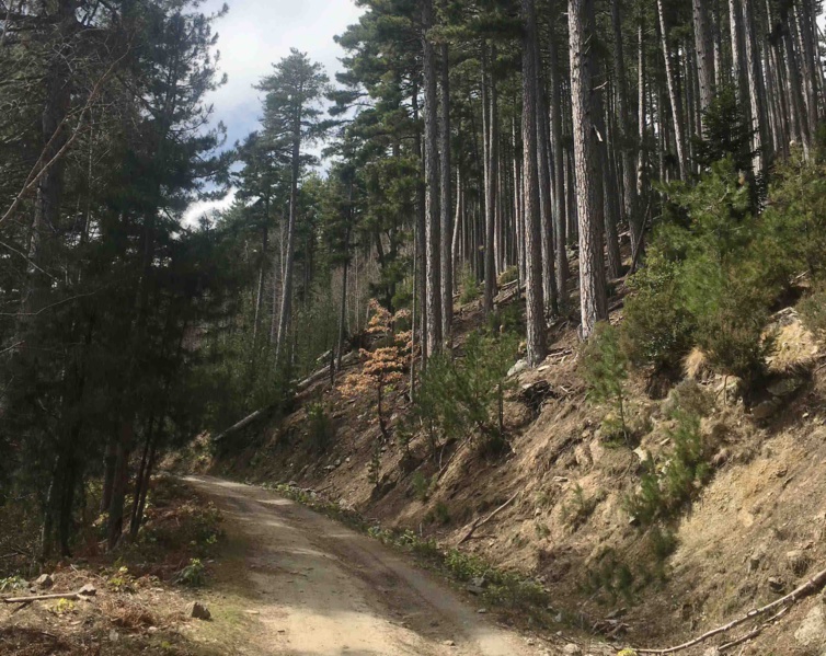 Les AAP en cours forêt-bois Les AAP en cours forêt-bois
