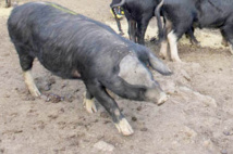 AAP N° 4.1.2 – Bien-Être Animal - Date de Clôture 30 sept 2022 AAP N° 4.1.2 – Bien-Être Animal - Date de Clôture 30 sept 2022