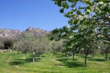 Les orientations stratégiques de l'agriculture insulaire Les orientations stratégiques de l'agriculture insulaire