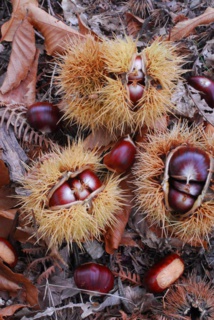 Castanéiculture Castanéiculture