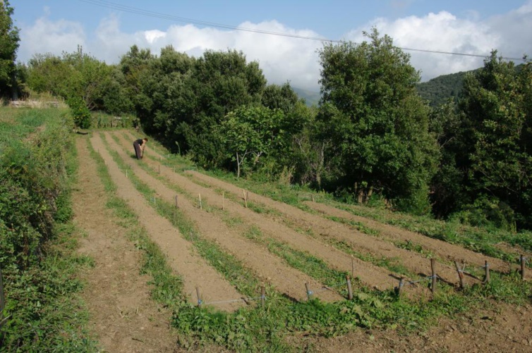 Aide simplifiée agricole Aide simplifiée agricole