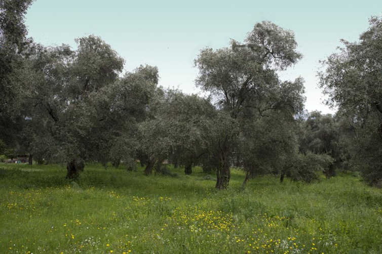 Aide à la rénovation ou à la création des vergers anciens Aide à la rénovation ou à la création des vergers anciens