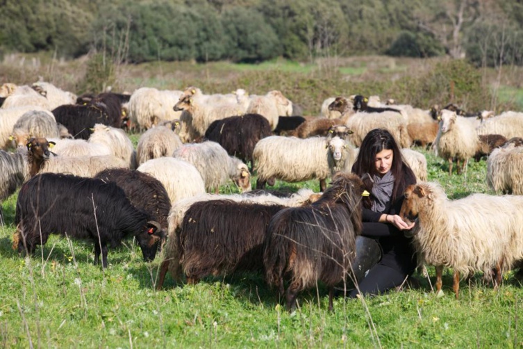 Une thèse et des expérimentations pour la production de lait de brebis Une thèse et des expérimentations pour la production de lait de brebis