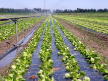 Maraîchage Maraîchage