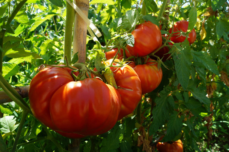 Maraîchage Maraîchage