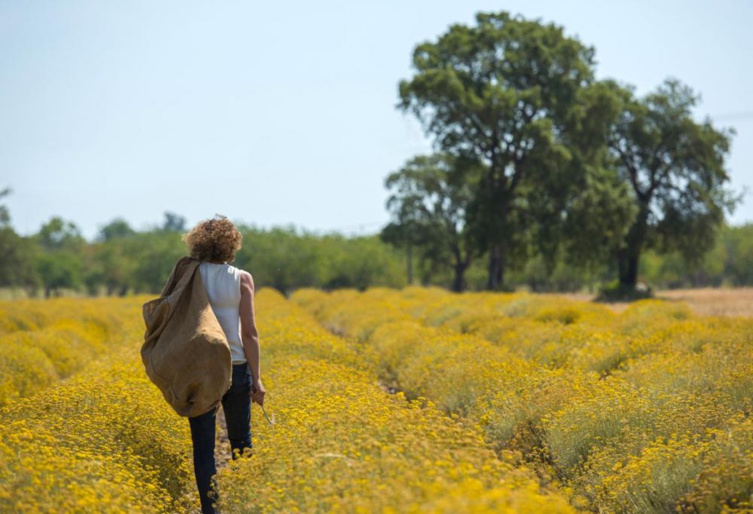 Les plantes à parfum aromatiques et médicinales (PPAM)