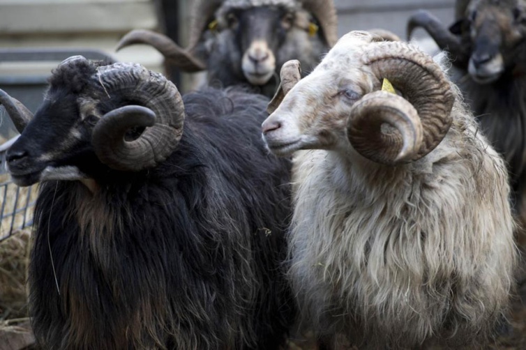 Les aides sanitaires Les aides sanitaires