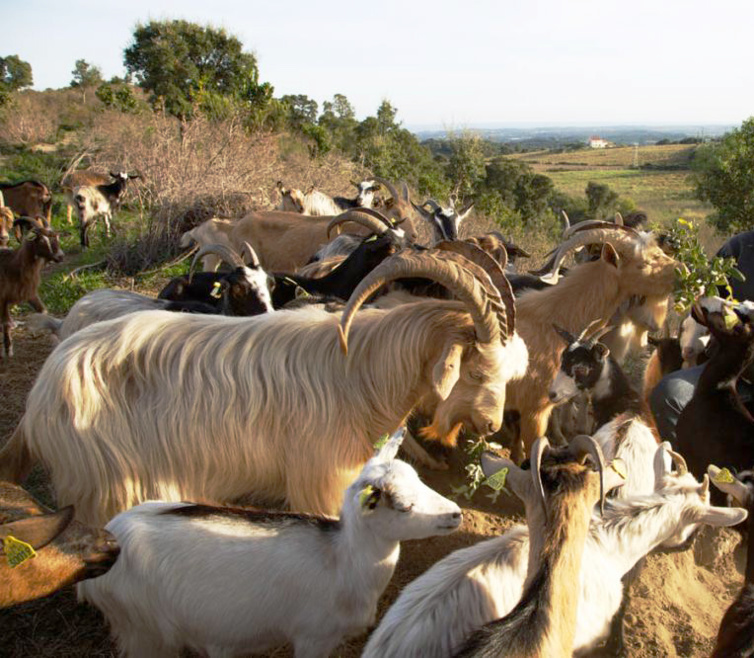 Les aides sanitaires Les aides sanitaires