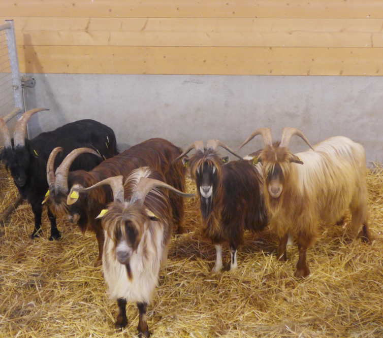 Vente de boucs de race corse à Altiani