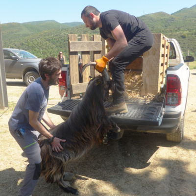 Tramutera per a mandria Tramutera per a mandria