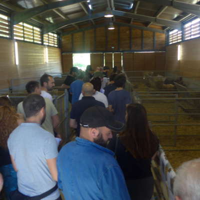 Pour aider au choix, les boucs sont présentés avec une fiche descriptive détaillée Pour aider au choix, les boucs sont présentés avec une fiche descriptive détaillée