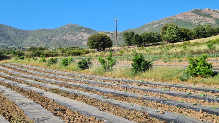 Organisation de journées d’études consacrées à l’Agroforesterie