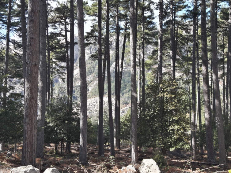 A l'initiative de l'ODARC, réalisation d'une étude portant sur les bois d'oeuvre et bois techniques en Corse A l'initiative de l'ODARC, réalisation d'une étude portant sur les bois d'oeuvre et bois techniques en Corse