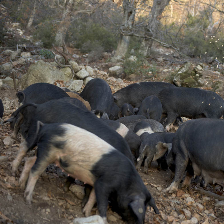 Création d'un pôle viande