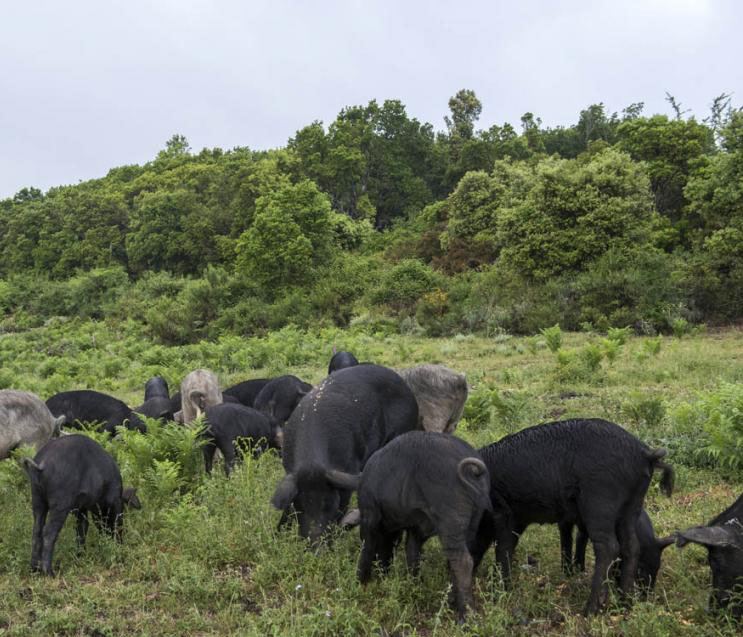 Appel à Projet 4.1.2 : Biosécurité Porcine.