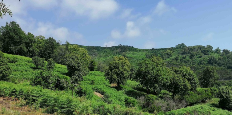 Appel à Projet Rénovation des vergers anciens et de création de vergers traditionnels. Appel à Projet Rénovation des vergers anciens et de création de vergers traditionnels.