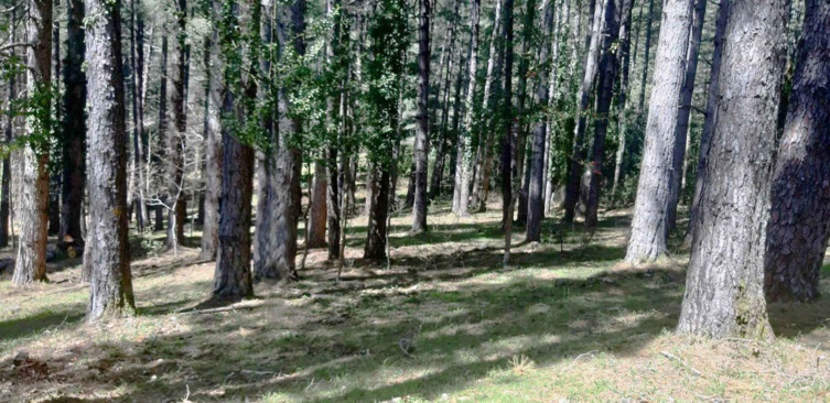 Appel à Projet N°8.5-2 Accueil du public en forêt. Appel à Projet N°8.5-2 Accueil du public en forêt.