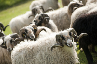 Fièvre catarrhale, une aide d’urgence pour une situation de crise Fièvre catarrhale, une aide d’urgence pour une situation de crise