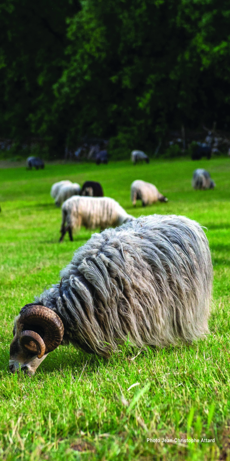 Fièvre catarrhale, le soutien de l'ODARC Fièvre catarrhale, le soutien de l'ODARC