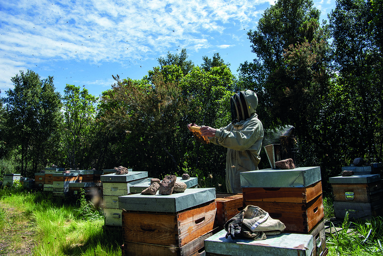 Le changement climatique a-t-il un impact sur la production de miel ? Le changement climatique a-t-il un impact sur la production de miel ?