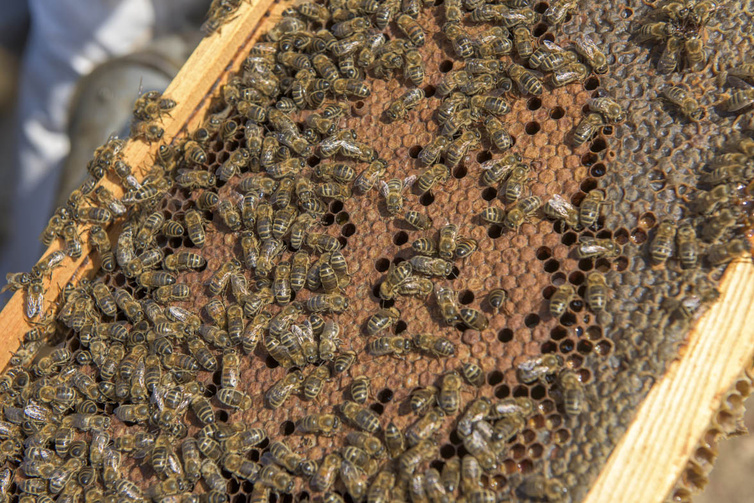 Apiculture : une étude sur la chute des rendements