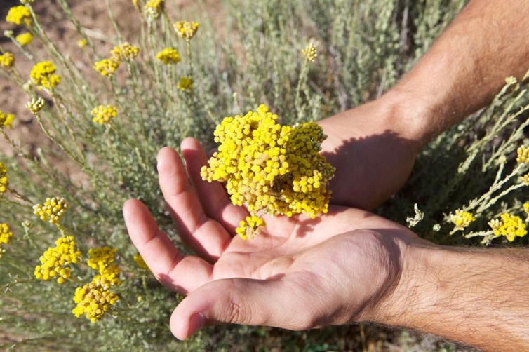 Contributions à la caractérisation de l'Huile essentielle d'immortelle de Corse