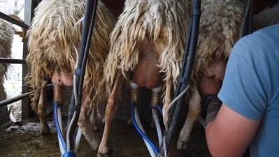 Création d’un nouvel espace bergerie avec hangar agricole Création d’un nouvel espace bergerie avec hangar agricole