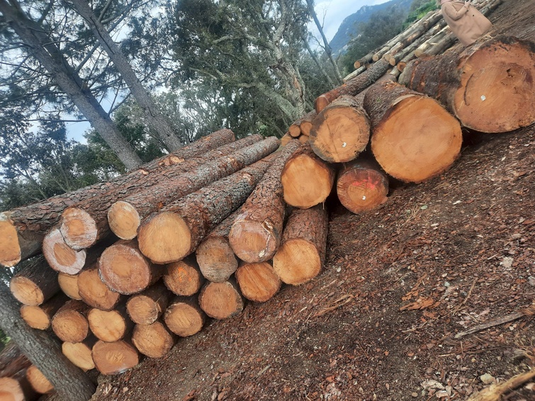 La forêt en débat