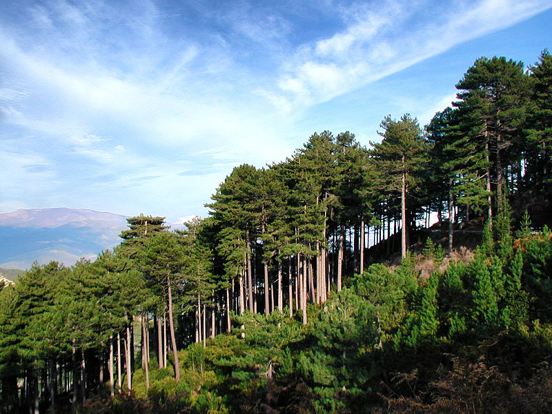 La gestion des forêts