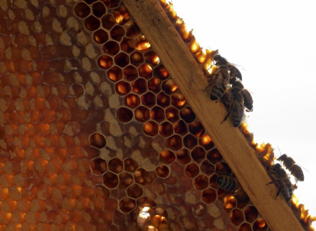 Apiculture Apiculture