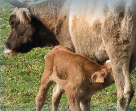 Filière bovine