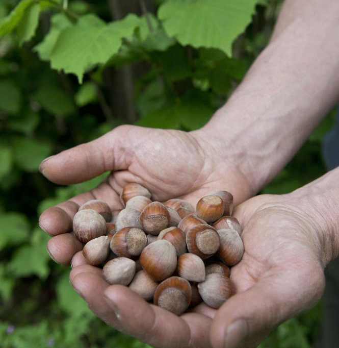 Charcuterie corse, des produits du terroir labellisés