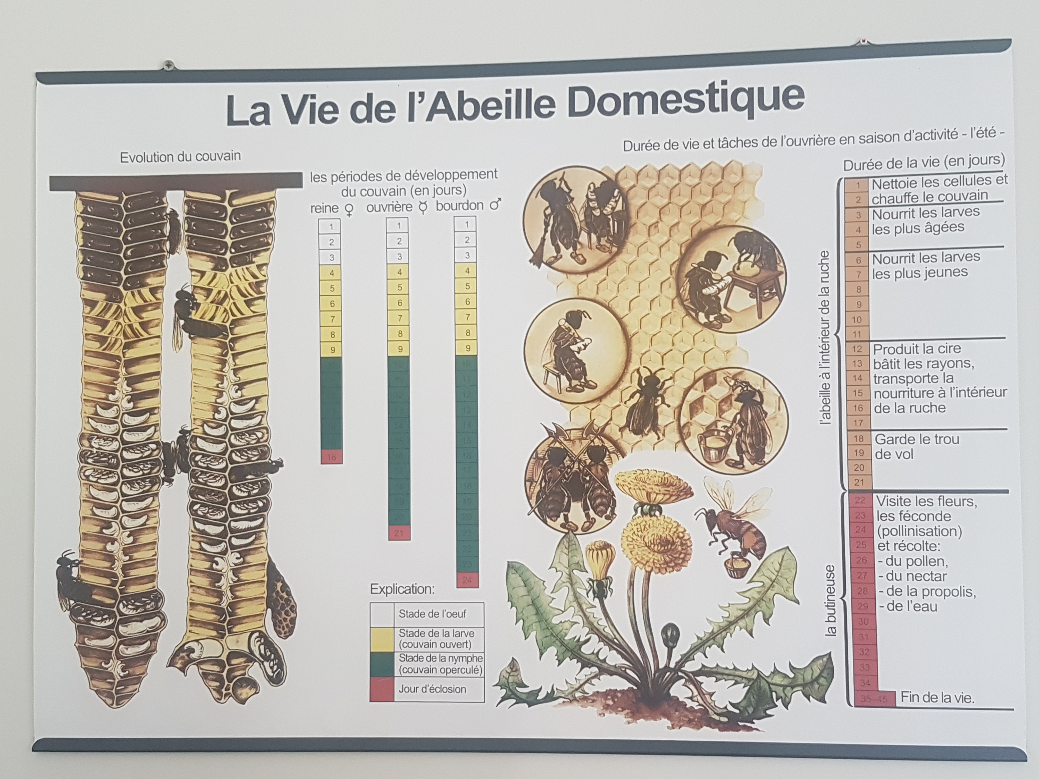 L'AOP miels de corse a fêté ses 20 ans ! L'AOP miels de corse a fêté ses 20 ans !