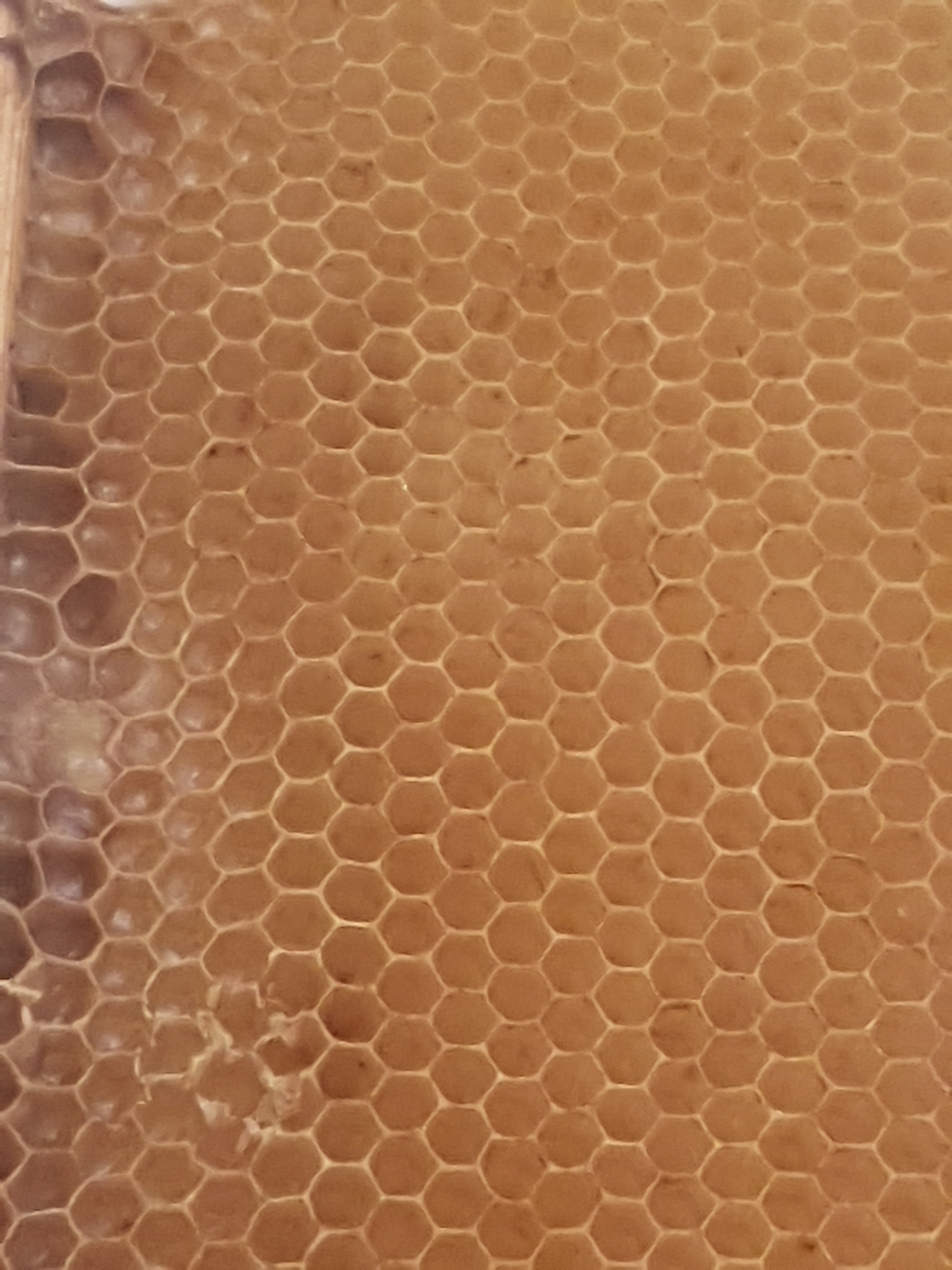 L'AOP miels de corse a fêté ses 20 ans ! L'AOP miels de corse a fêté ses 20 ans !