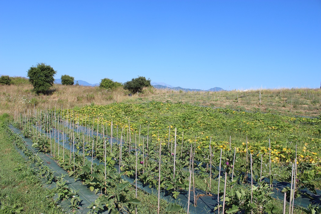 Ghjurnata tennica, un scambiu in giru à l'urtaglia biulogica