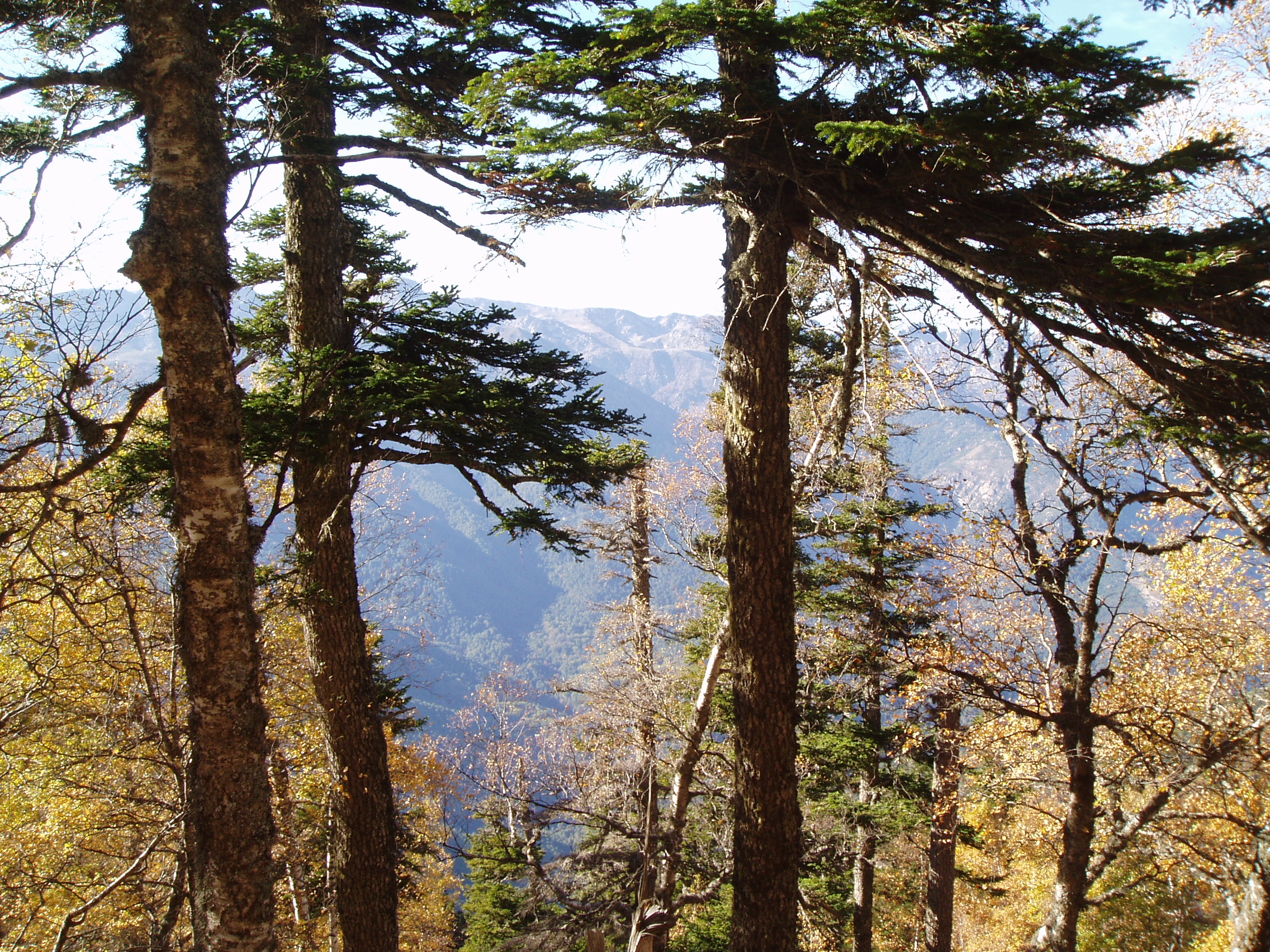 La Forêt Corse, quel Avenir ?