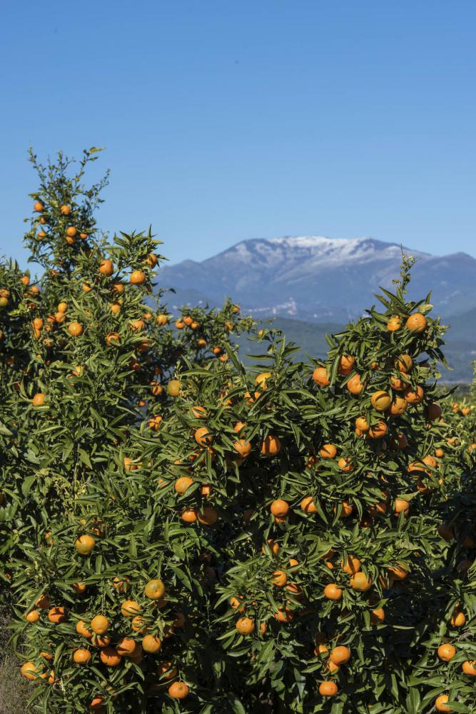 Rinnovu di i frutteti antichi è creazione di frutetti tradiziunale - piglià u landanu per creà l'avvene