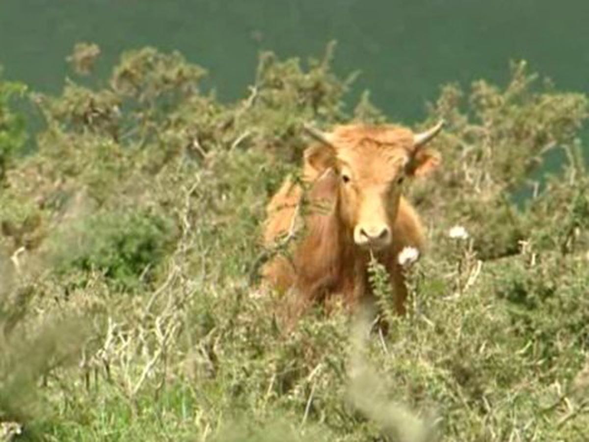 Pour résoudre la divagation animale