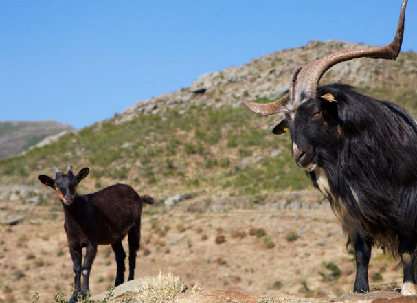 Les services pastoralistes