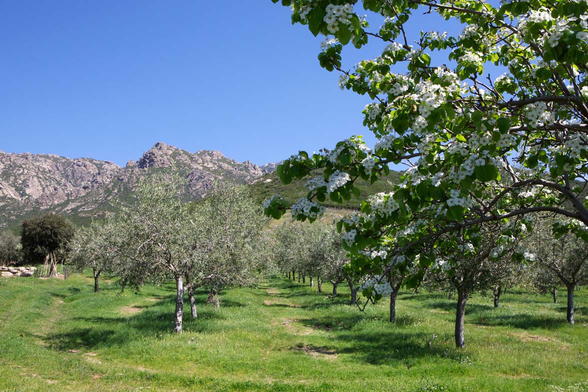 Les orientations stratégiques de l'agriculture insulaire